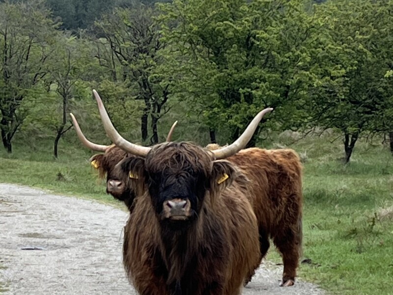 Zuid Kennemerland duinen